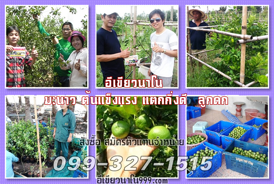 อีเขียว